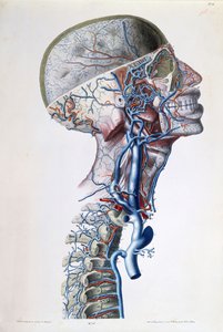 Żyły i tętnice w głowie, tablica z „Badań anatomicznych, fizjologicznych i patologicznych układu żylnego” Gilberta Brescheta (1784-1845) rytowana przez Engelmanna, Paryż, 1829 (kolor l